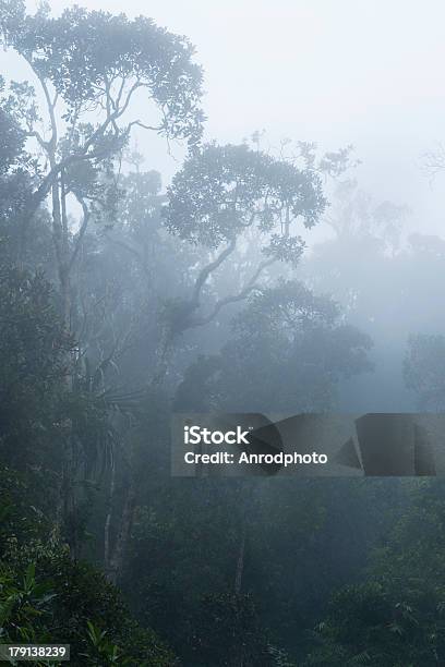 Las Deszczowy - zdjęcia stockowe i więcej obrazów Bez ludzi - Bez ludzi, Drzewo, Fotografika