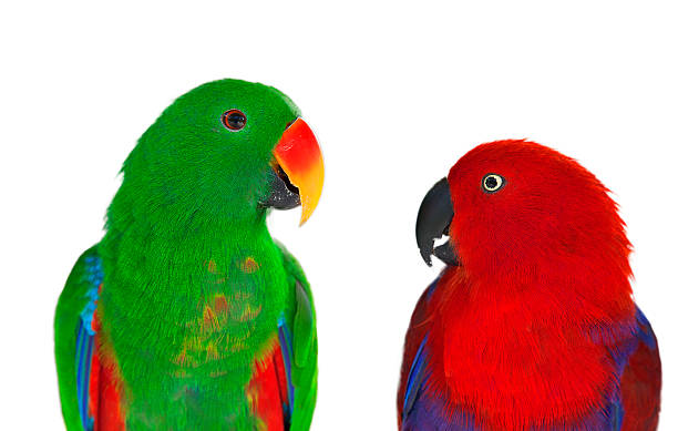 istock Pair of lori parrots 179138354