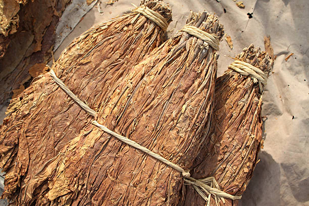 istock tobacco leaves 179138412