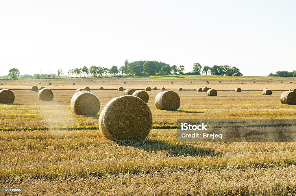Fardos de palha - Foto de stock de Agricultura royalty-free