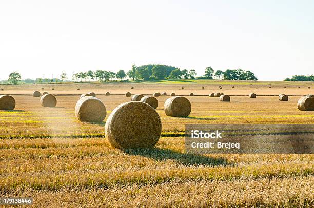 Fardos De Palha - Fotografias de stock e mais imagens de Agricultura - Agricultura, Amarelo, Ao Ar Livre