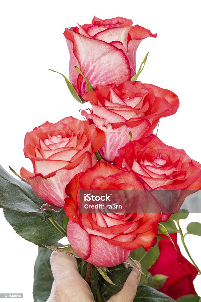Cinco buquê de rosas - Foto de stock de Beleza natural - Natureza royalty-free