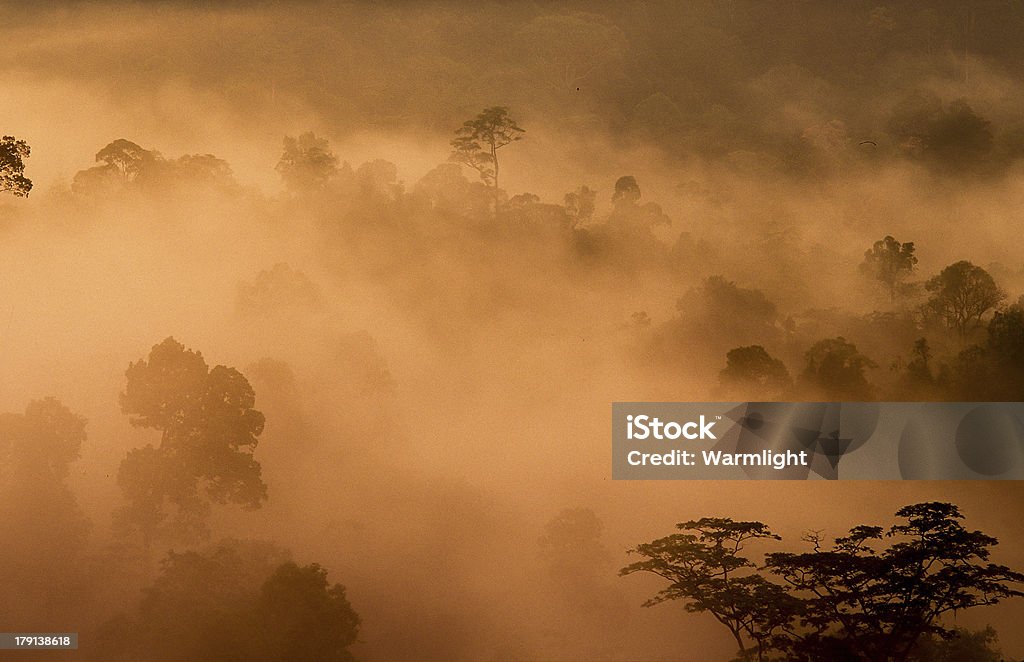 Tropischer Regenwald, Thailand - Lizenzfrei National Geographic Society Stock-Foto