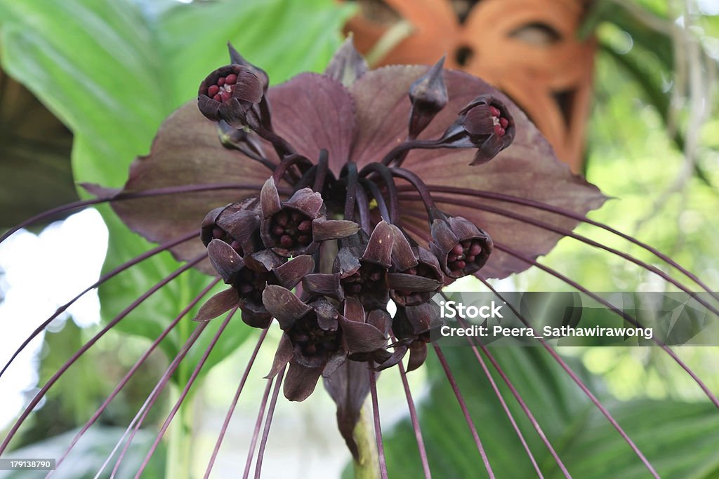 Flor De Morcego - Fotografias de stock e mais imagens de Orquídea Negra - Orquídea  Negra, Ao Ar Livre, Botânica - Ciência de plantas - iStock