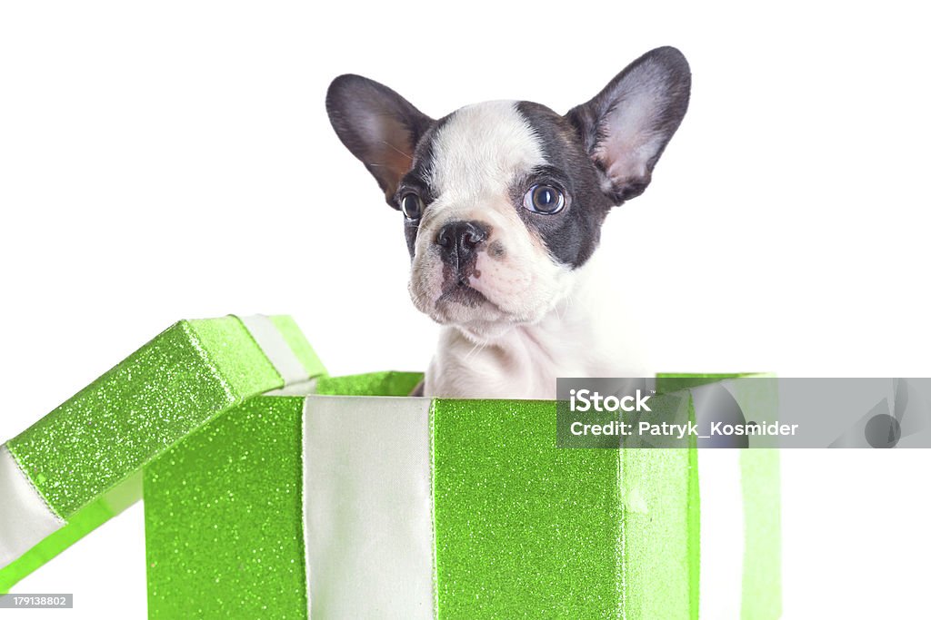 Buldogue Francês adorável cachorrinho na caixa de presente - Foto de stock de Animal royalty-free
