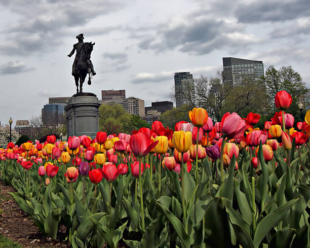 istock Spring Tulips in the Boston Public Garden 179138897