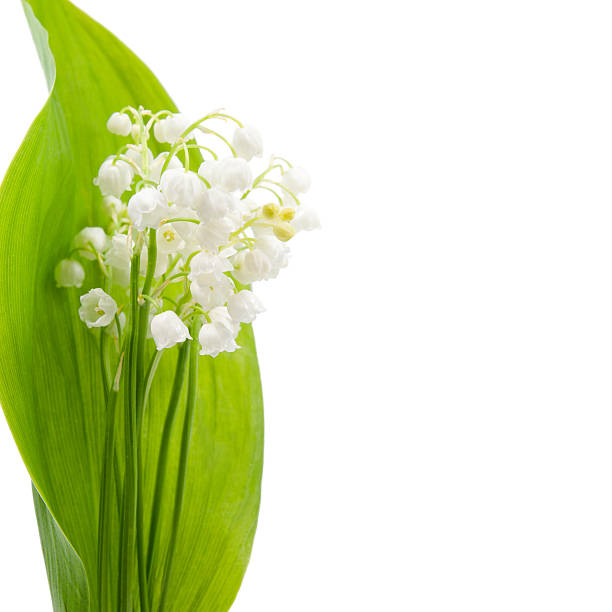 istock Flower lily of the valley 179138961
