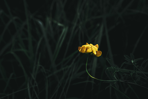 A picture of a yellow Horn trefoil on a meadow
