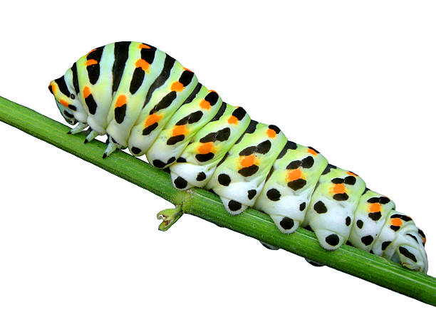 istock Isolated caterpillar of swallowtail 179139023