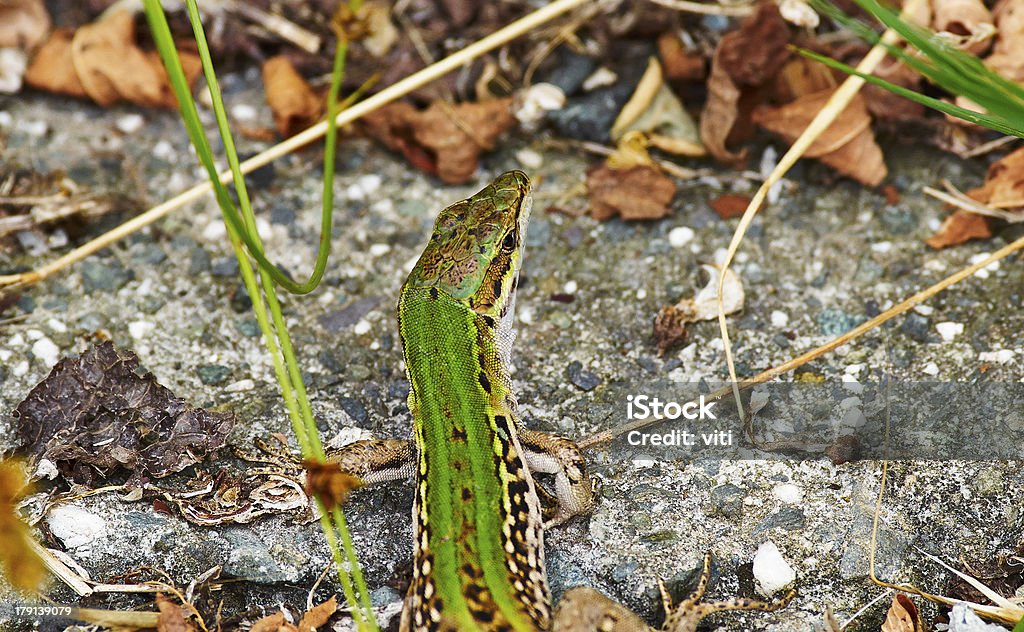 lizard - Lizenzfrei Bedrohte Tierart Stock-Foto