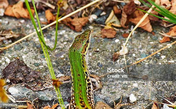 Photo libre de droit de Lézard banque d'images et plus d'images libres de droit de Animal vertébré - Animal vertébré, Animaux de compagnie, Blanc