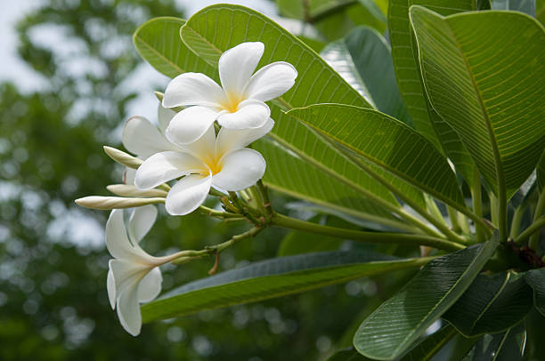 frangipani kwiaty – zdjęcie