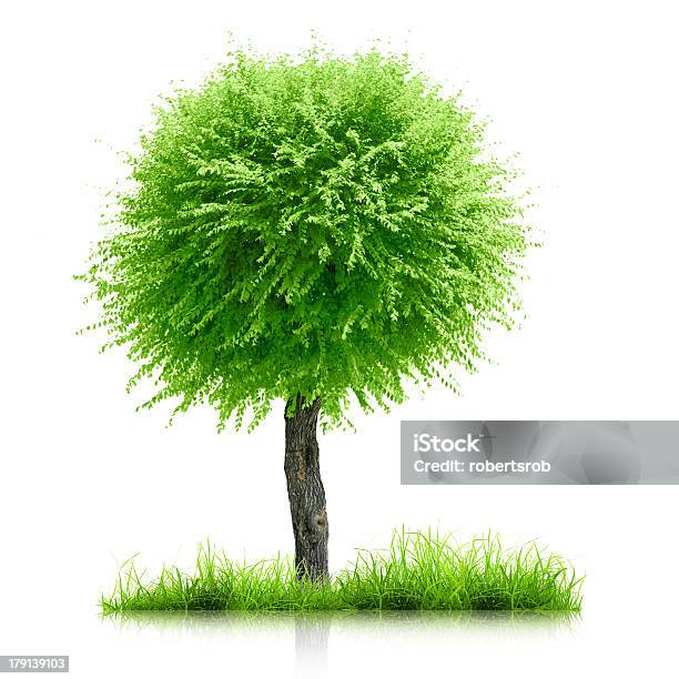 のツリー - オークの木のストックフォトや画像を多数ご用意 - オークの木, スクエア, 一つ