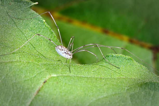 Harvestman stock photo