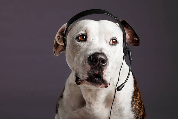 Service Representative Dog Talking on Headset Phone
