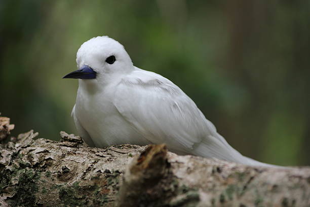 istock White Tern (Gygis alba), Cousin Island, Seychelles, Indian Ocean 179139342