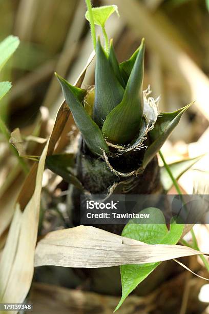 Raíz De Bambú Foto de stock y más banco de imágenes de Aire libre - Aire libre, Arboleda, Bosque