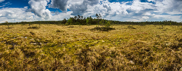 Swamp area panorama, norway stock photo