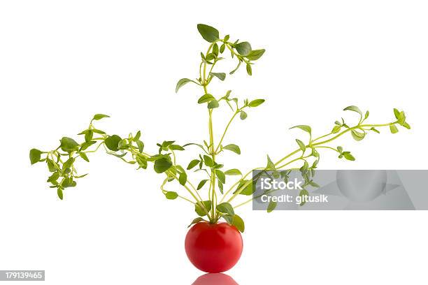Cherry Stockfoto und mehr Bilder von Ast - Pflanzenbestandteil - Ast - Pflanzenbestandteil, Basilikum, Chili-Schote