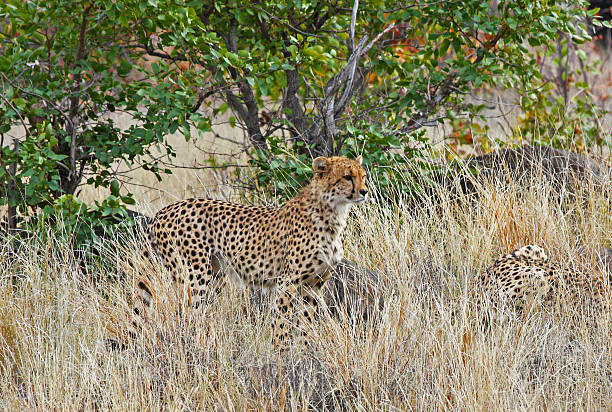 チーター（Acinonyx jubatus soemmeringii ストックフォト