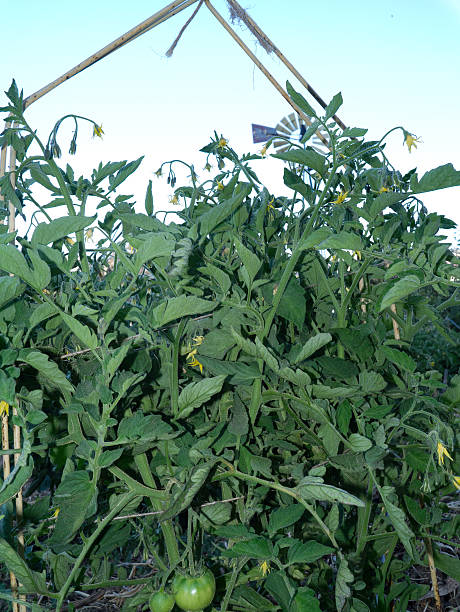 Tomatoes growing at community farm stock photo