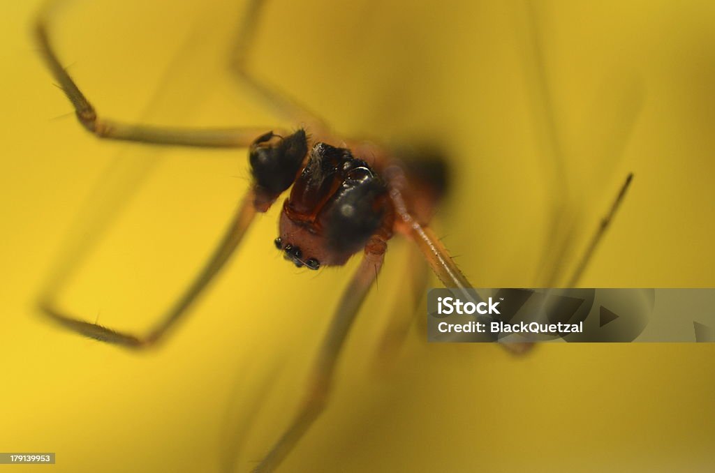 Araña - Foto de stock de Monstruo libre de derechos