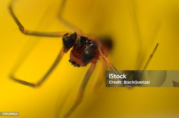 Araña Foto de stock y más banco de imágenes de Monstruo - Monstruo, Aire libre, Amarillo - Color