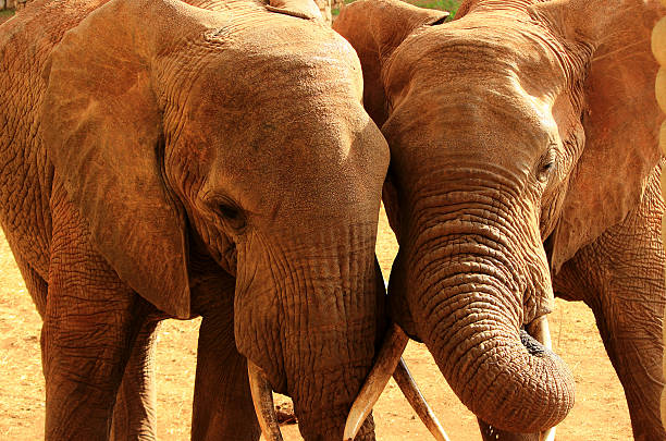 istock Elephants love in Africa 179140009
