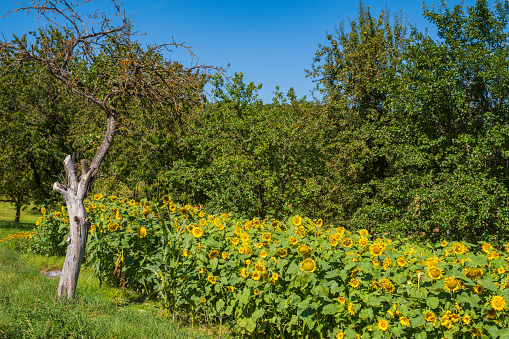 Sunflower field on the side of the hike around the Houbirg near Happurg/Germany