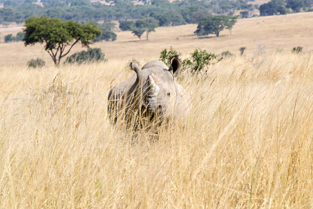 istock Rhino in Zimbabwe, Africa 179140050