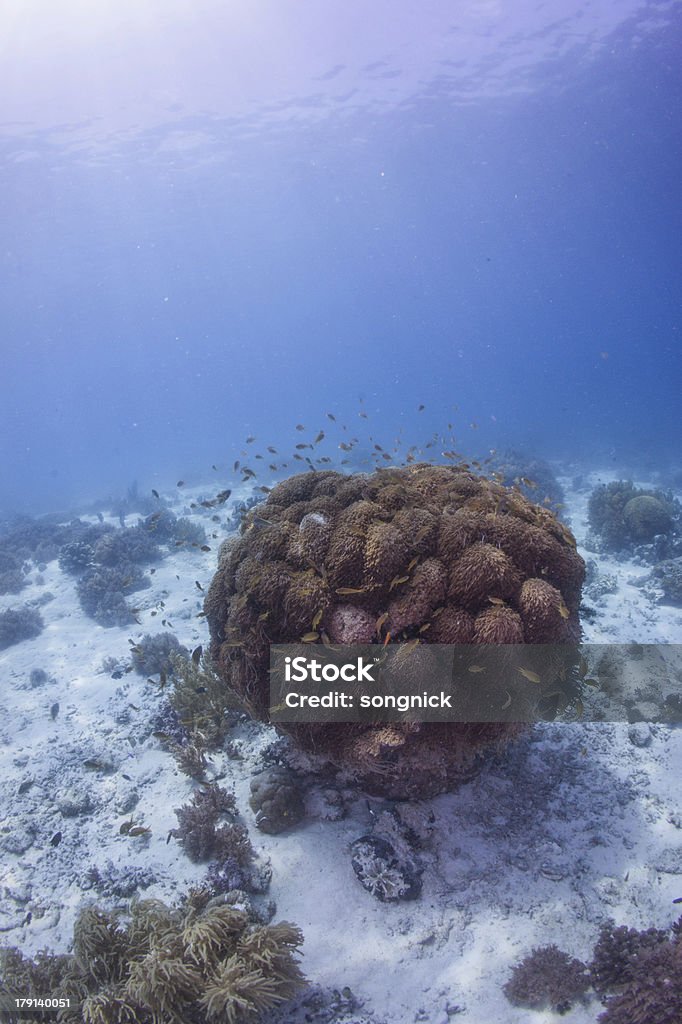 Anthias squamipinnis Peixe com recife de coral - Royalty-free Animal Foto de stock