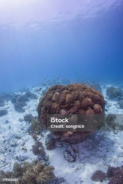 Anthias Squamipinnis Peixe Com Recife De Coral - Fotografias de stock e mais imagens de Animal - Animal, Ao Ar Livre, Azul