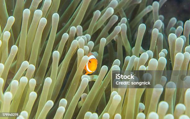 Pez Payaso Ocellaris Foto de stock y más banco de imágenes de Aire libre - Aire libre, Amphiprion akallopisos, Animal