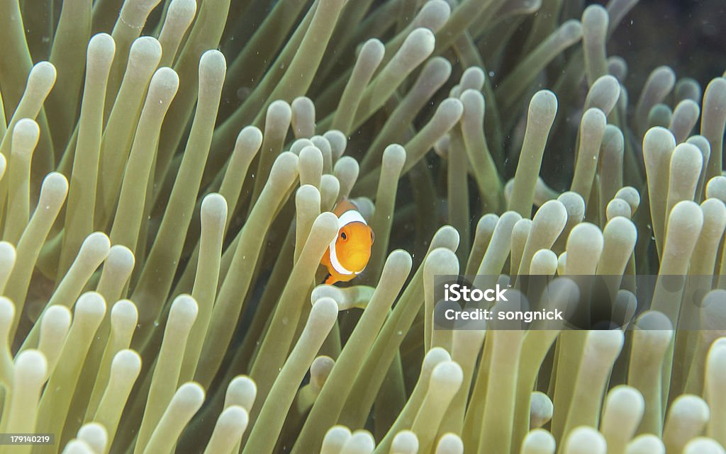 Ocellaris peixe-palhaço - Foto de stock de Amphiprion Akallopisos royalty-free