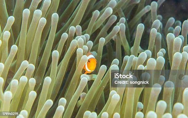 Clownfish Ocellaris - Fotografias de stock e mais imagens de Amphiprion akallopisos - Amphiprion akallopisos, Animal, Ao Ar Livre