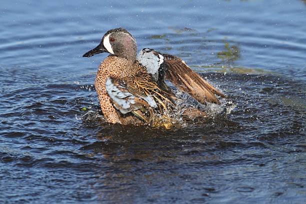 istock Male Blue-winged Teal 179140427