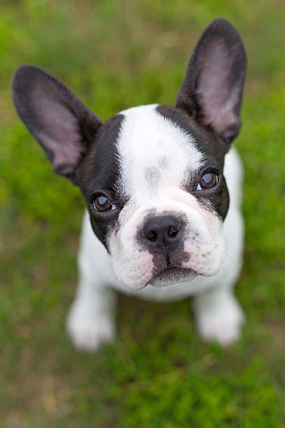 istock French bulldog puppy 179140469