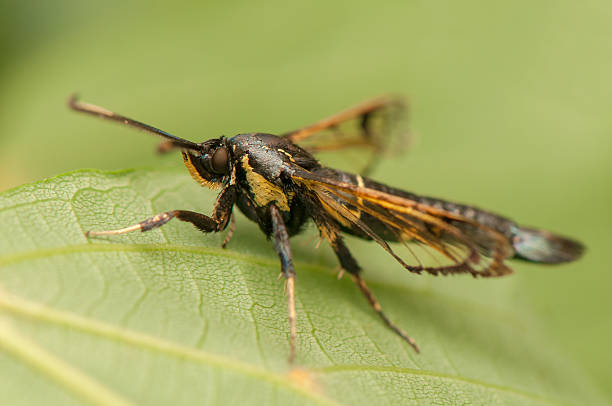 istock Synanthedon spheciformis 179140522