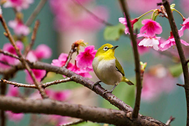 istock Japanese White-eye with pink cherry blossoms 179140524