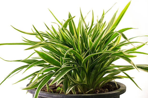 istock Striped Dracaena Plant 179140528