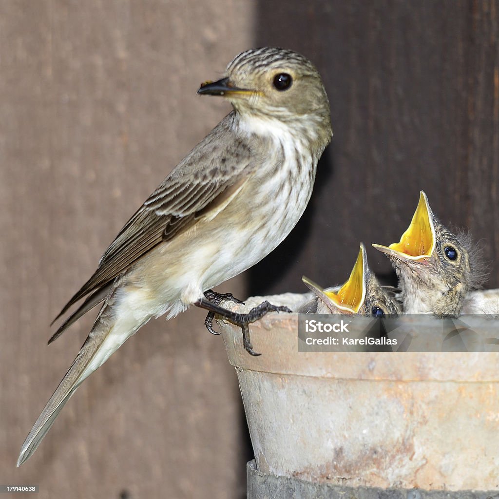 Дерево pipit, Чешская Республика - Стоковые фото Без людей роялти-фри