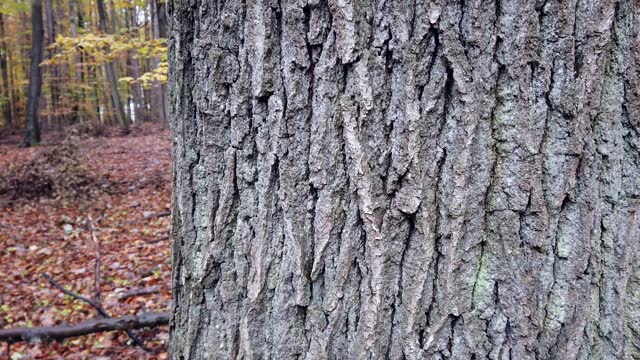 Gnarled tree bark on an old oak tree in fall, slidershot