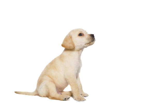 istock puppy labrador isolated on white background 1791407697