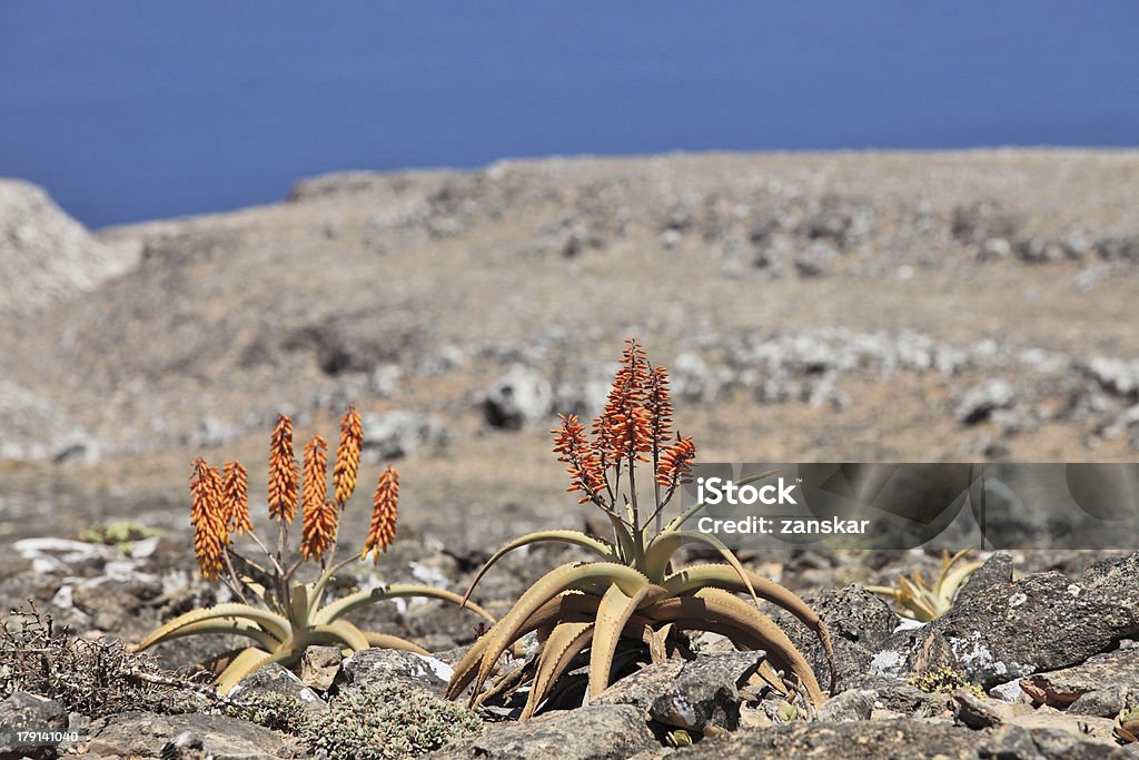 aloes - Zbiór zdjęć royalty-free (Aloes)