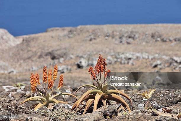Aloes - zdjęcia stockowe i więcej obrazów Aloes - Aloes, Bez ludzi, Botanika