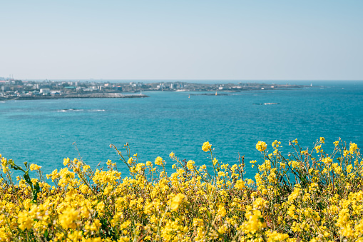 View of Hamdeok Beach and yellow rape flower field from Seoubong peak in Jeju island, Korea