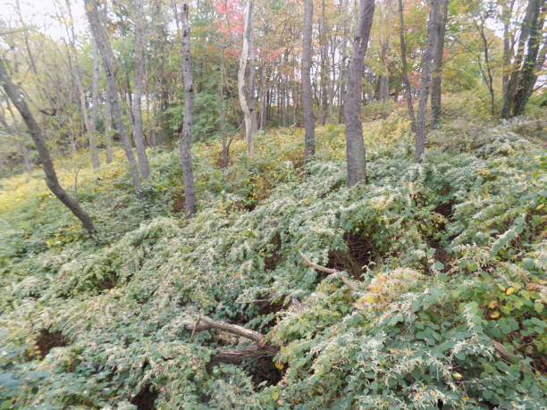 istock Invasive Asian Knotweed 1791411645