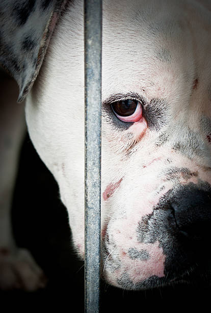 istock Sad white and isolated dog behind grids 179141260