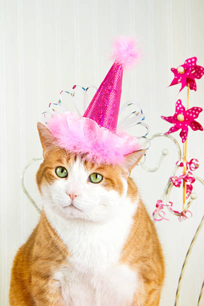 istock Orange Cat Wearing A Party Hat 179141434
