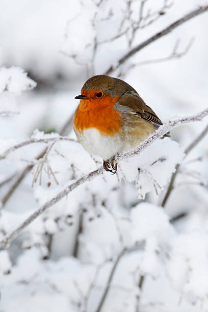 robin, erithacus rubecula - rubecula imagens e fotografias de stock